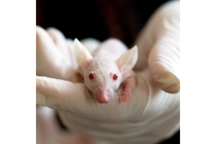 A hand holding a mouse.